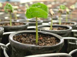 germinating plant