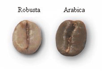 robusta vs arabica